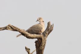 Synogarlica popielata - Streptopelia capicola - Ring-necked Dove