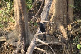 Wężówka afrykańska - Anhinga rufa - African Darter