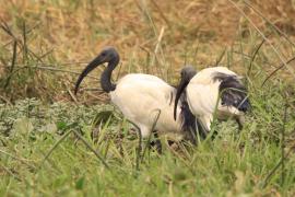 Ibis czczony - Threskiornis aethiopicus - Sacred Ibis