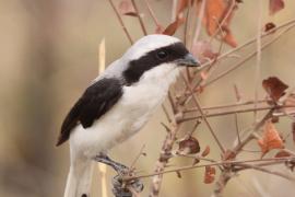 Dzierzba srokoszowata - Lanius excubitoroides - Grey-backed Fiscal