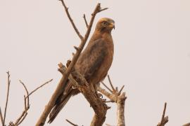 Myszołap rdzawoskrzydły - Butastur rufipennis - Grasshopper Buzzard