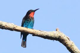 Żołna czarna - Merops gularis - Black Bee-eater