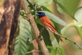 Muchodławka wspaniała - Terpsiphone viridis - African Paradise-flycatcher