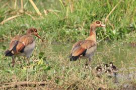 Gęsiówka egipska - Alopochen aegyptiaca - Egyptian Goose