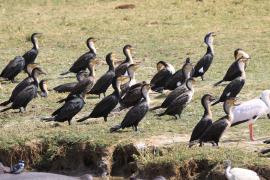 Kormoran białoszyi - Phalacrocorax lucidus - White-breasted Cormorant