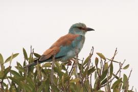 Kraska zwyczajna - Coracias garrulus - European Roller