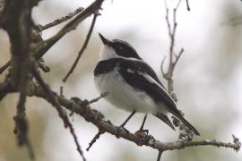 Krępnik akacjowy - Batis orientalis - Grey-headed Batis