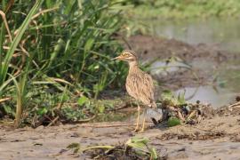 Kulon rzeczny - Burhinus senegalensis - Senegal Thick-knee
