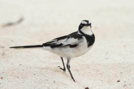 Pliszka srokata - Motacilla aguimp - African Wagtail