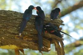 Sierpodudek kenijski - Phoeniculus granti - Grant's Wood-hoopoe