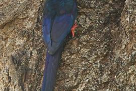 Sierpodudek kenijski - Phoeniculus granti - Grant's Wood-hoopoe