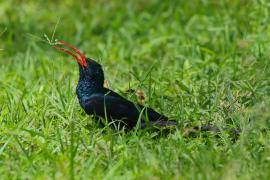 Sierpodudek kenijski - Phoeniculus granti - Grant's Wood-hoopoe