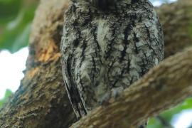 Syczek afrykański - Otus senegalensis - African Scops Owl