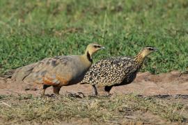 Stepówka żółtogardła - Pterocles gutturalis - Yellow-throated Sandgrouse