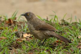 Tymal kroplisty - Turdoides jardineii - Arrow-marked Babbler