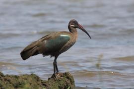 Ibis białowąsy - Bostrychia hagedash - Hadada Ibis