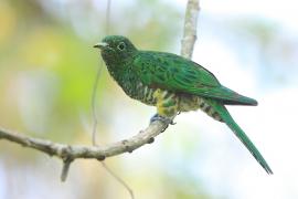 Kukułeczka złocista - Chrysococcyx cupreus - African Emerald Cuckoo
