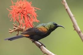 Nektarnik brązowy - Nectarinia kilimensis - Bronzy Sunbird