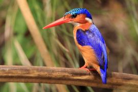 Zimorodek malachitowy - Corythornis cristatus  - African Malachite Kingfisher