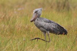 Trzewikodziób - Balaeniceps rex - Shoebill
