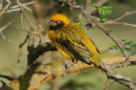 Wikłacz łuskowany - Malimbus spekei - Speke's Weaver