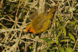 Wikłacz okularowy - Malimbus ocularis - Spectacled Weaver