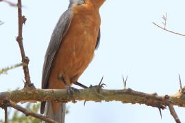 Mucharka srebrna - Empidornis semipartitus - Silverbird