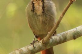Palmodrozd tarczowy - Cichladusa arquata - Collared Palm Thrush
