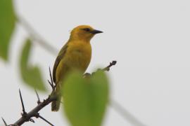 Wikłacz złoty - Malimbus aurantius - Orange Weaver
