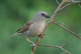 Wróbel papugodzioby - Passer gongonensis - Parrot-billed Sparrow