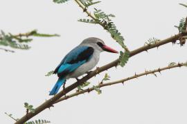 Łowiec jasny - Halcyon senegalensis - Woodland Kingfisher
