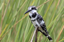 Rybaczek srokaty - Ceryle rudis - Pied Kingfisher