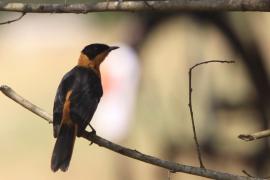 Złotokos siwogłowy - Cossypha niveicapilla - Snowy-crowned Robin Chat