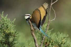 Żołna białogardła - Merops albicollis - White-throated Bee-eater