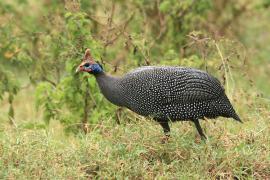 Perlica zwyczajna - Numida meleagris - Helmeted Guineafowl