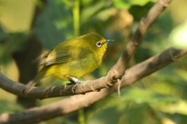 Szlarnik białooki - Zosterops poliogastrus - Broad-ringed White-eye