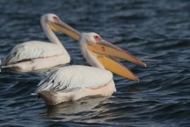 Pelikan różowy - Pelecanus onocrotalus - Great White Pelican