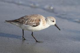 Piaskowiec - Calidris alba - Sanderling