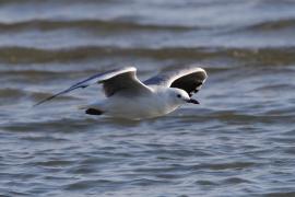 Mewa przylądkowa - Chroicocephalus hartlaubii - Hartlaub's Gull