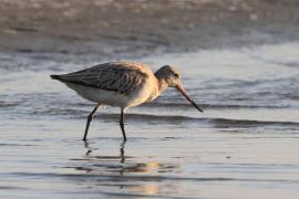 Szlamnik - Limosa lapponica - Bar-tailed Godwit 