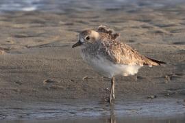 Siewnica - Pluvialis squatarola - Grey Plover