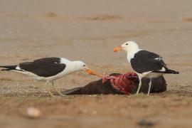 Mewa południowa - Larus dominicanus - Kelp Gull