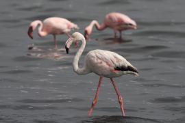 Flaming różowy - Phoenicopterus roseus - Greater Flamingo