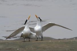 Rybitwa złotodzioba - Thalasseus bergii - Greater Crested Tern