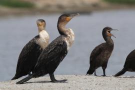 Kormoran przylądkowy - Phalacrocorax capensis - Cape Cormorant