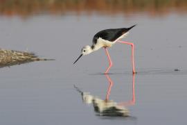 Szczudłak - Himantopus himantopus - Black-winged Stilt