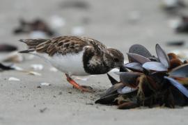 Kamusznik - Arenaria interpres - Ruddy Turnstone