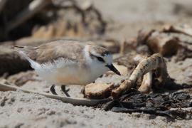 Sieweczka białoczelna - Charadrius marginatus - White-fronted Plover