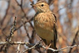 Świergotek długodzioby - Corydalla similis - Long-billed Pipit