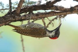 Dzięciolik złotosterny - Geocolaptes abingoni - Golden-tailed Woodpecker